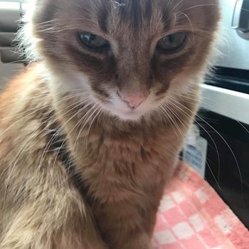 thumbnail petsitter Târgu Mureș or pet nanny for dogs cats