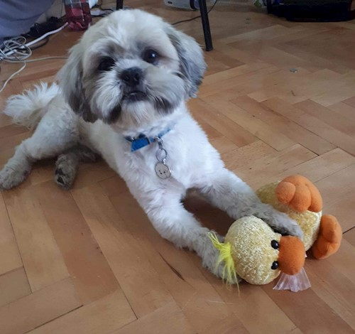 Florina- petsitter Târgu Mureș or Pet nanny for dogs cats