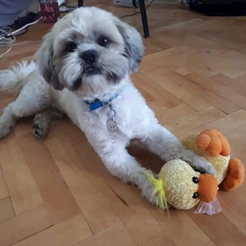 thumbnail petsitter Târgu Mureș or pet nanny for dogs cats