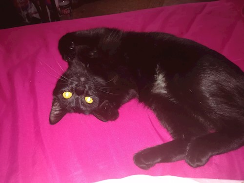 Andrada- petsitter Cluj-Napoca vagy Állat szitter a kutyák cicák