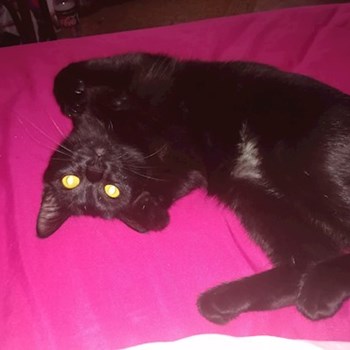 thumbnail petsitter Cluj-Napoca vagy Állat szitter a kutyák cicák