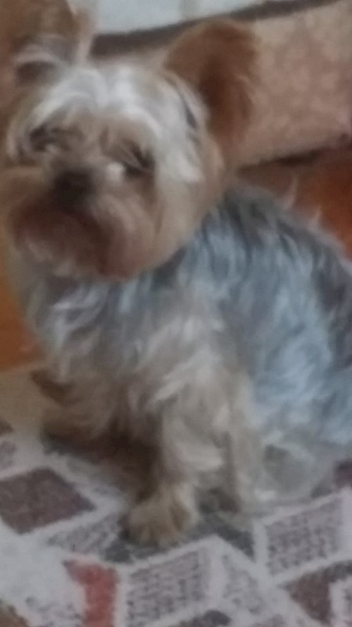 Andreea- petsitter Cluj-Napoca vagy Állat szitter a