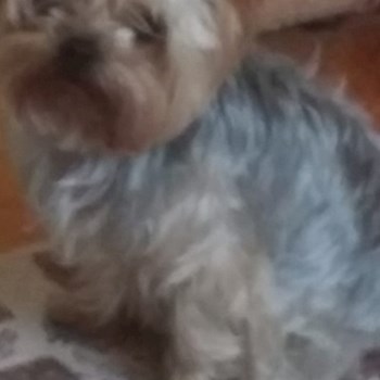 thumbnail petsitter Cluj-Napoca vagy Állat szitter a