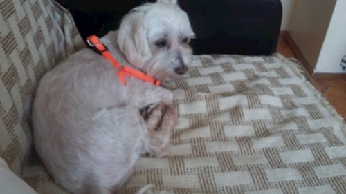 Andreea- petsitter Cluj-Napoca vagy Állat szitter a