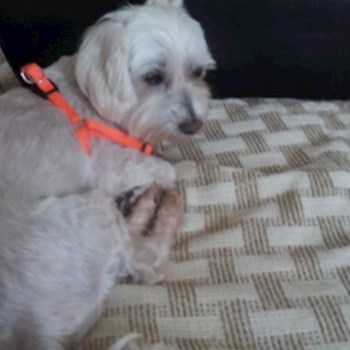 thumbnail petsitter Cluj-Napoca vagy Állat szitter a