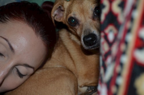 Despina-Gabriela- petsitter București or Pet nanny for dogs cats