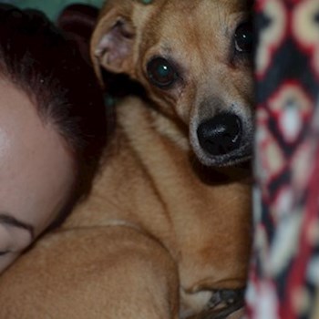 thumbnail petsitter București or pet nanny for dogs cats