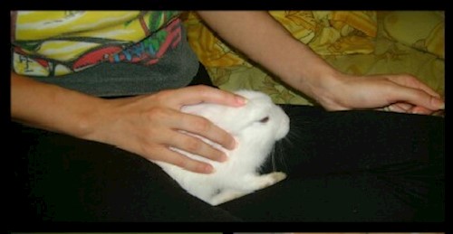 Despina-Gabriela- petsitter București or Pet nanny for dogs cats