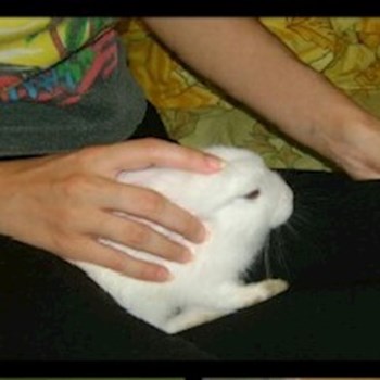 thumbnail petsitter București or pet nanny for dogs cats