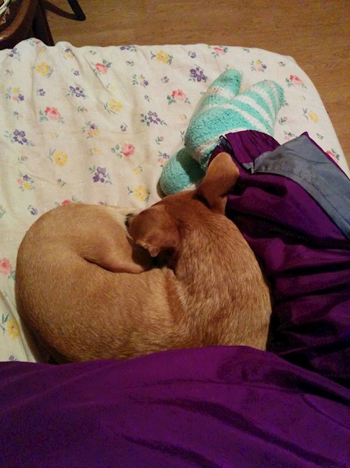 Despina-Gabriela- petsitter București or Pet nanny for dogs cats