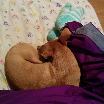 thumbnail petsitter București or pet nanny for dogs cats