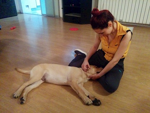 Despina-Gabriela- petsitter București or Pet nanny for dogs cats