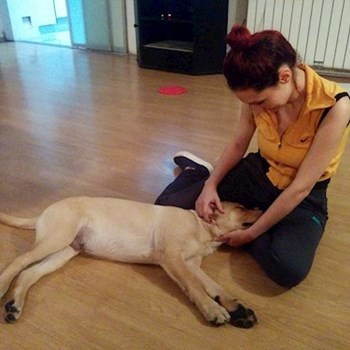 thumbnail petsitter București or pet nanny for dogs cats