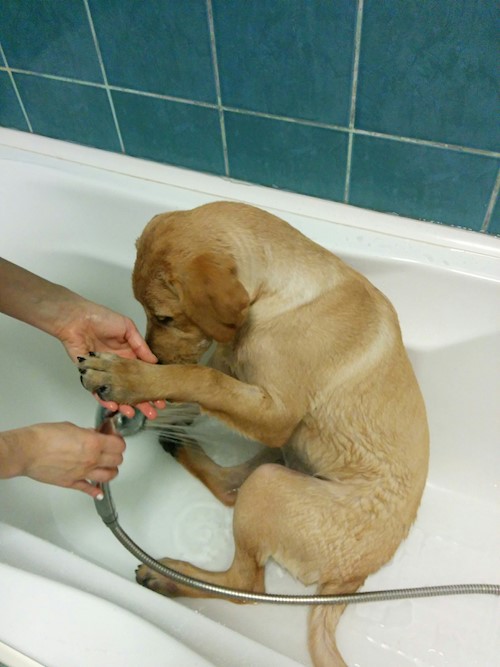 Despina-Gabriela- petsitter București or Pet nanny for dogs cats