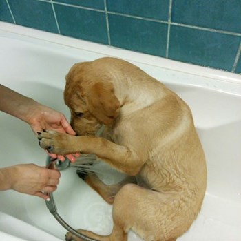 thumbnail petsitter București or pet nanny for dogs cats