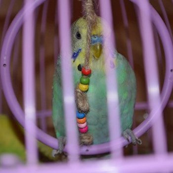 thumbnail petsitter București or pet nanny for dogs cats