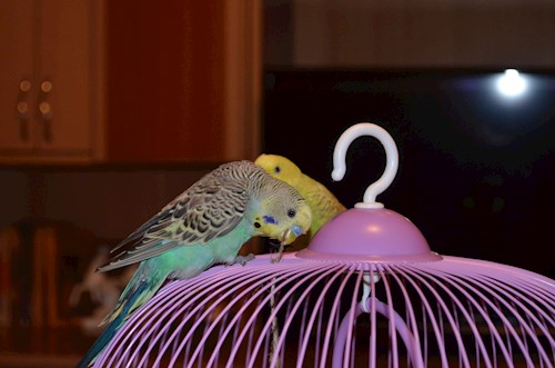 Despina-Gabriela- petsitter București or Pet nanny for dogs cats