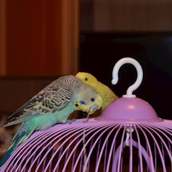 thumbnail petsitter București or pet nanny for dogs cats