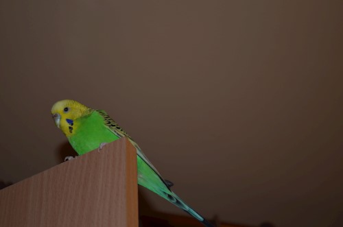 Despina-Gabriela- petsitter București or Pet nanny for dogs cats