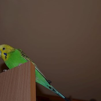 thumbnail petsitter București or pet nanny for dogs cats