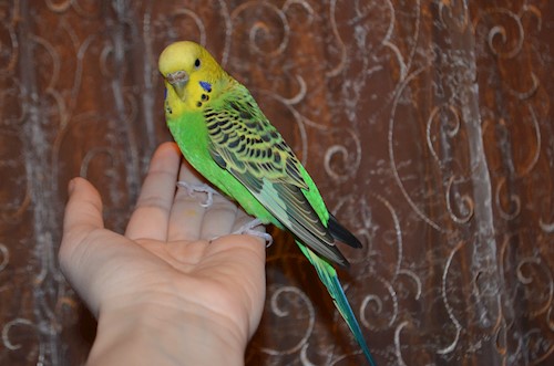 Despina-Gabriela- petsitter București or Pet nanny for dogs cats