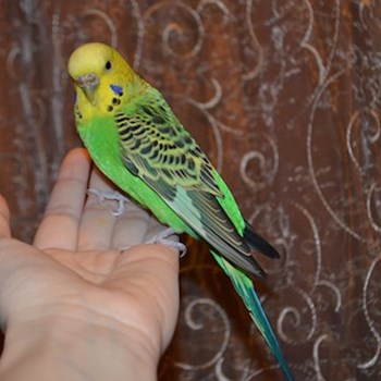 thumbnail petsitter București or pet nanny for dogs cats