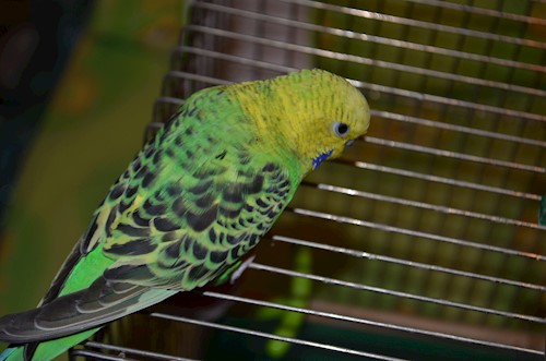 Despina-Gabriela- petsitter București or Pet nanny for dogs cats