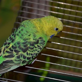 thumbnail petsitter București or pet nanny for dogs cats