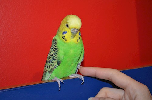 Despina-Gabriela- petsitter București or Pet nanny for dogs cats