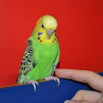 thumbnail petsitter București or pet nanny for dogs cats