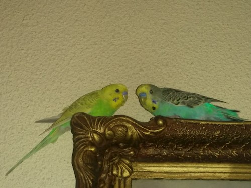 Despina-Gabriela- petsitter București or Pet nanny for dogs cats