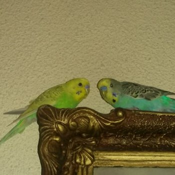 thumbnail petsitter București or pet nanny for dogs cats