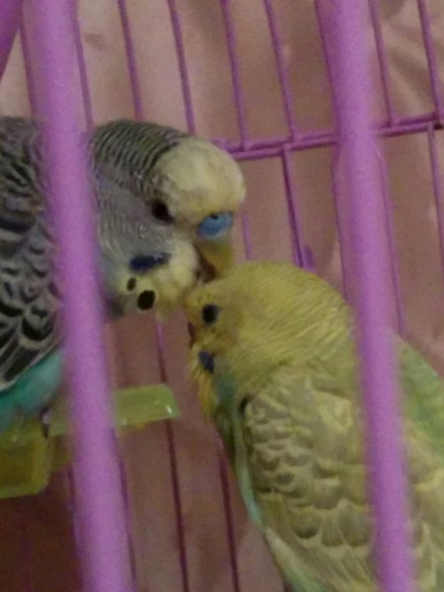 Despina-Gabriela- petsitter București or Pet nanny for dogs cats