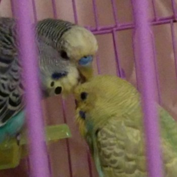 thumbnail petsitter București or pet nanny for dogs cats