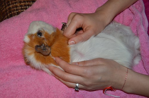 Despina-Gabriela- petsitter București or Pet nanny for dogs cats