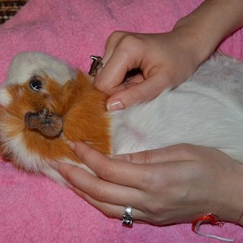 thumbnail petsitter București or pet nanny for dogs cats