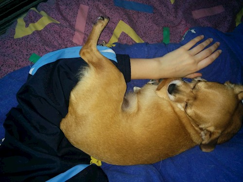 Despina-Gabriela- petsitter București or Pet nanny for dogs cats