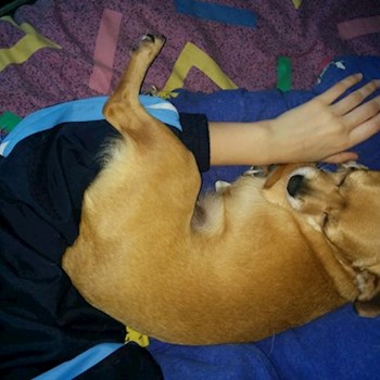 thumbnail petsitter București or pet nanny for dogs cats