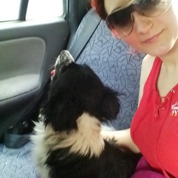 thumbnail petsitter București or pet nanny for dogs cats