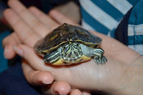 Despina-Gabriela- petsitter București or Pet nanny for dogs cats