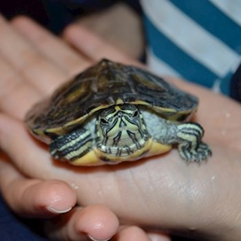 thumbnail petsitter București or pet nanny for dogs cats