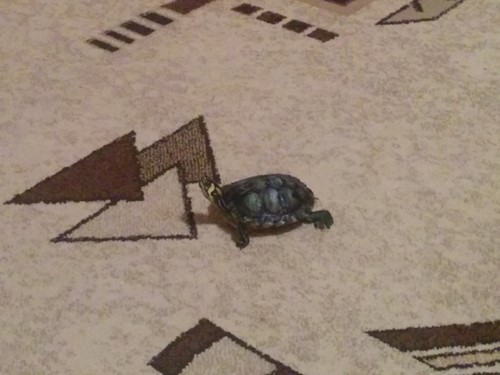 Despina-Gabriela- petsitter București or Pet nanny for dogs cats