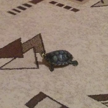 thumbnail petsitter București or pet nanny for dogs cats