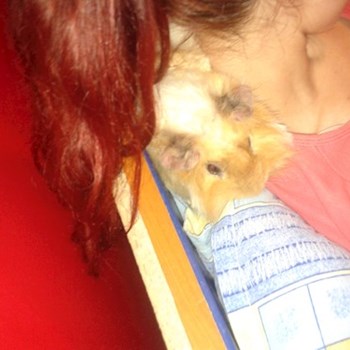 thumbnail petsitter București or pet nanny for dogs cats