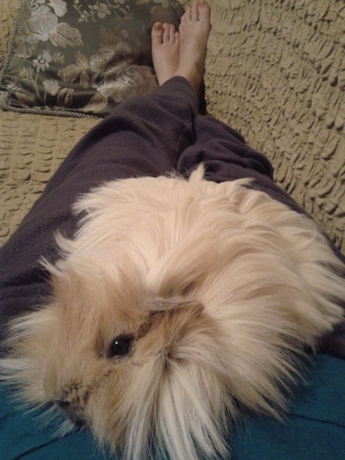 Despina-Gabriela- petsitter București or Pet nanny for dogs cats