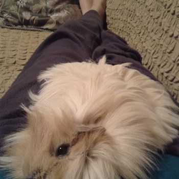 thumbnail petsitter București or pet nanny for dogs cats