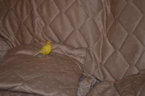 Despina-Gabriela- petsitter București or Pet nanny for dogs cats