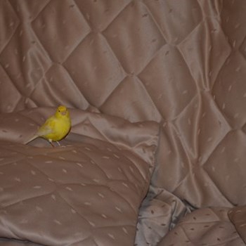 thumbnail petsitter București or pet nanny for dogs cats