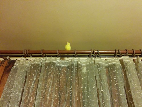 Despina-Gabriela- petsitter București or Pet nanny for dogs cats