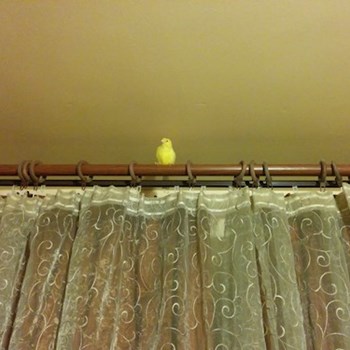 thumbnail petsitter București or pet nanny for dogs cats